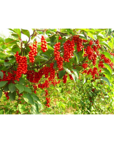 Лимонник китайський / Шизандра | Schisandra chinensisЛимонник китайський / Шизандра | Schisandra chinensis