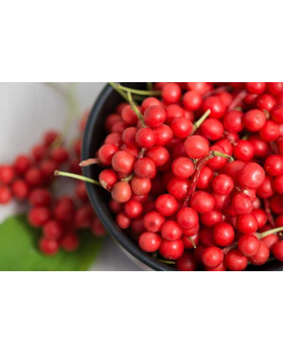 Лимонник китайський / Шизандра | Schisandra chinensisЛимонник китайський / Шизандра | Schisandra chinensis