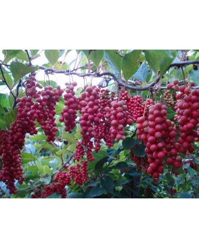 Лимонник китайський / Шизандра | Schisandra chinensisЛимонник китайський / Шизандра | Schisandra chinensis