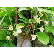 Лимонник китайський / Шизандра | Schisandra chinensisЛимонник китайський / Шизандра | Schisandra chinensis
