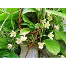 Лимонник китайський / Шизандра | Schisandra chinensisЛимонник китайський / Шизандра | Schisandra chinensis