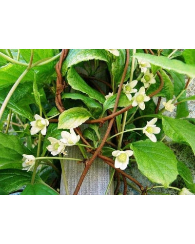 Лимонник китайський / Шизандра | Schisandra chinensisЛимонник китайський / Шизандра | Schisandra chinensis