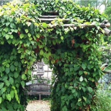 Лимонник китайський / Шизандра | Schisandra chinensisЛимонник китайський / Шизандра | Schisandra chinensis