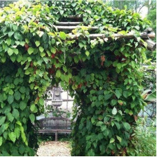 Лимонник китайський / Шизандра | Schisandra chinensisЛимонник китайський / Шизандра | Schisandra chinensis