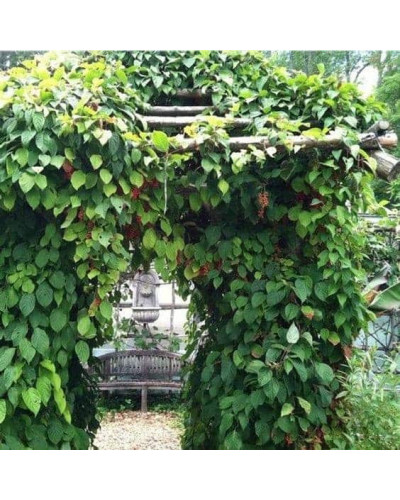 Лимонник китайський / Шизандра | Schisandra chinensisЛимонник китайський / Шизандра | Schisandra chinensis