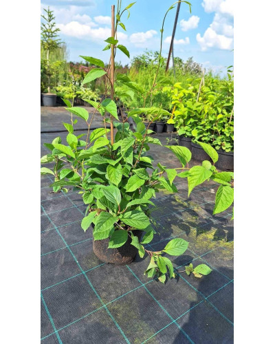 Лимонник китайський / Шизандра | Schisandra chinensisЛимонник китайський / Шизандра | Schisandra chinensis