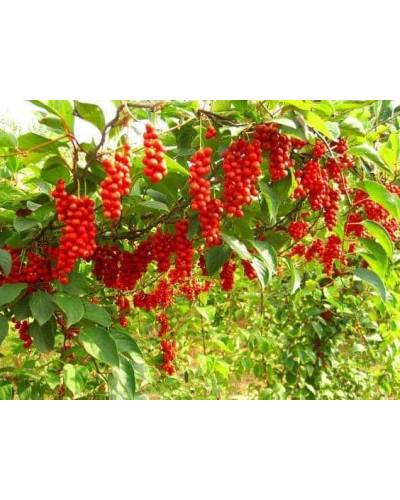 Лимонник китайський / Шизандра | Schisandra chinensisЛимонник китайський / Шизандра | Schisandra chinensis