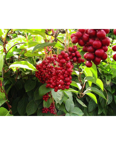 Лимонник китайський / Шизандра | Schisandra chinensisЛимонник китайський / Шизандра | Schisandra chinensis