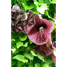 Кірказон / Аристолохія / Хвилівник великолистий | Aristolochia macrophylla | Кирказон / аристолохия крупнолистая