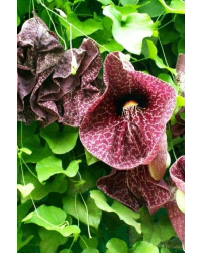 Кірказон / Аристолохія / Хвилівник великолистий | Aristolochia macrophylla | Кирказон / аристолохия крупнолистая