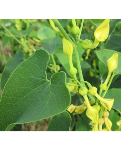 Кірказон / Аристолохія / Хвилівник великолистий | Aristolochia macrophylla | Кирказон / аристолохия крупнолистая