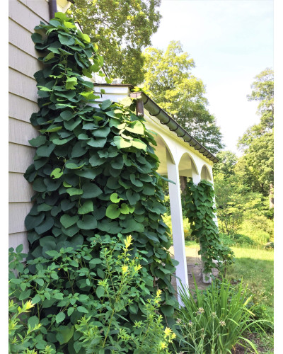 Кірказон / Аристолохія / Хвилівник великолистий | Aristolochia macrophylla | Кирказон / аристолохия крупнолистая