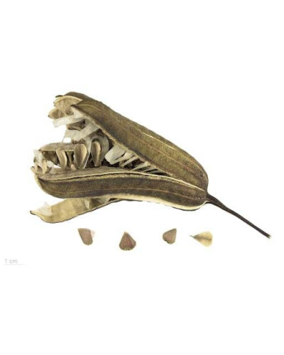 Кірказон / Аристолохія / Хвилівник великолистий | Aristolochia macrophylla | Кирказон / аристолохия крупнолистая