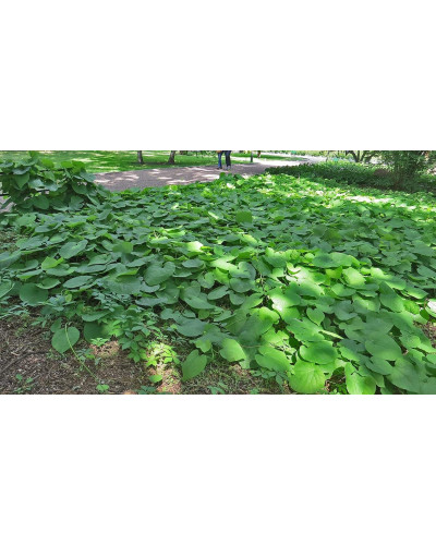 Кірказон / Аристолохія / Хвилівник великолистий | Aristolochia macrophylla | Кирказон / аристолохия крупнолистая