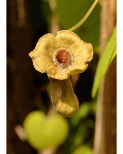 Кірказон / Аристолохія / Хвилівник великолистий | Aristolochia macrophylla | Кирказон / аристолохия крупнолистая