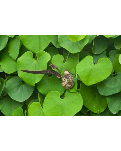 Кірказон / Аристолохія / Хвилівник великолистий | Aristolochia macrophylla | Кирказон / аристолохия крупнолистая