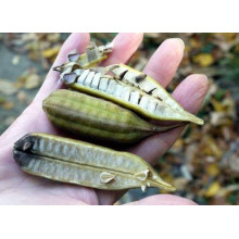 Кірказон / Аристолохія / Хвилівник великолистий | Aristolochia macrophylla | Кирказон / аристолохия крупнолистая