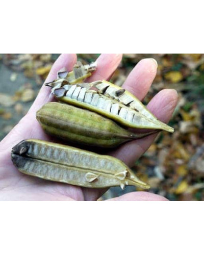 Кірказон / Аристолохія / Хвилівник великолистий | Aristolochia macrophylla | Кирказон / аристолохия крупнолистая