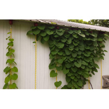 Кірказон / Аристолохія / Хвилівник великолистий | Aristolochia macrophylla | Кирказон / аристолохия крупнолистая