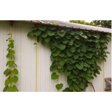 Кірказон / Аристолохія / Хвилівник великолистий | Aristolochia macrophylla | Кирказон / аристолохия крупнолистая