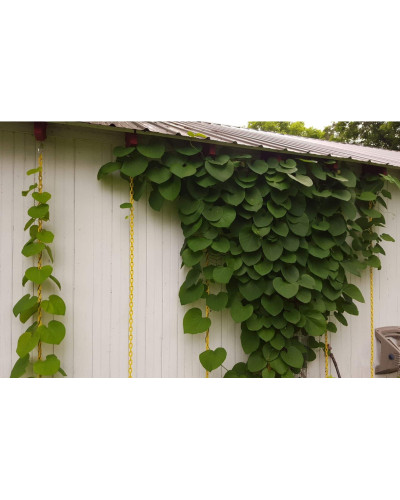 Кірказон / Аристолохія / Хвилівник великолистий | Aristolochia macrophylla | Кирказон / аристолохия крупнолистая