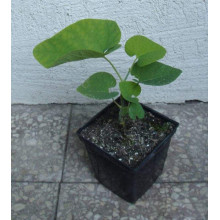 Кірказон / Аристолохія / Хвилівник великолистий | Aristolochia macrophylla | Кирказон / аристолохия крупнолистая