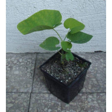 Кірказон / Аристолохія / Хвилівник великолистий | Aristolochia macrophylla | Кирказон / аристолохия крупнолистая