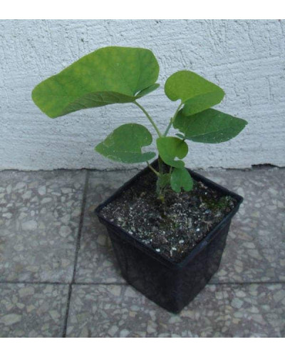 Кірказон / Аристолохія / Хвилівник великолистий | Aristolochia macrophylla | Кирказон / аристолохия крупнолистая