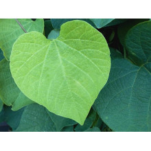 Кірказон / Аристолохія / Хвилівник великолистий | Aristolochia macrophylla | Кирказон / аристолохия крупнолистая