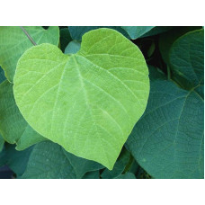 Кірказон / Аристолохія / Хвилівник великолистий | Aristolochia macrophylla | Кирказон / аристолохия крупнолистая