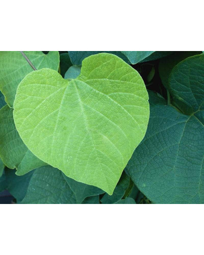 Кірказон / Аристолохія / Хвилівник великолистий | Aristolochia macrophylla | Кирказон / аристолохия крупнолистая