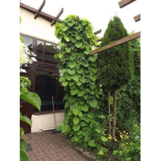 Кірказон / Аристолохія / Хвилівник великолистий | Aristolochia macrophylla | Кирказон / аристолохия крупнолистая