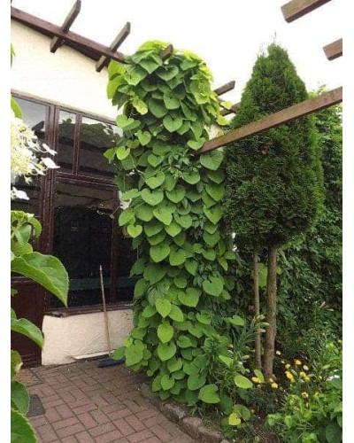 Кірказон / Аристолохія / Хвилівник великолистий | Aristolochia macrophylla | Кирказон / аристолохия крупнолистая