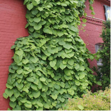 Кірказон / Аристолохія / Хвилівник великолистий | Aristolochia macrophylla | Кирказон / аристолохия крупнолистая