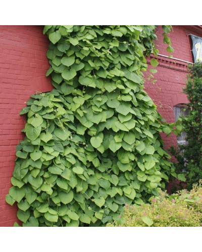 Кірказон / Аристолохія / Хвилівник великолистий | Aristolochia macrophylla | Кирказон / аристолохия крупнолистая