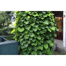 Кірказон / Аристолохія / Хвилівник великолистий | Aristolochia macrophylla | Кирказон / аристолохия крупнолистая