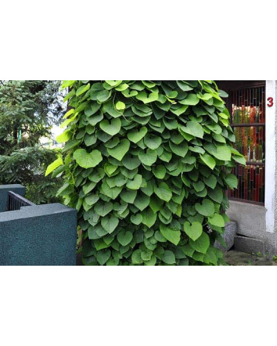 Кірказон / Аристолохія / Хвилівник великолистий | Aristolochia macrophylla | Кирказон / аристолохия крупнолистая