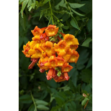 Кампсис укорінливий Урсинув | Campsis radicans Ursynow | Кампсис укореняющийся Урсынув