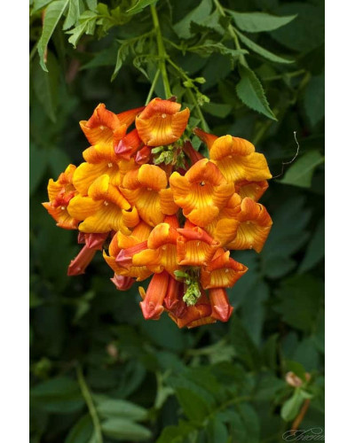 Кампсис укорінливий Урсинув | Campsis radicans Ursynow | Кампсис укореняющийся Урсынув