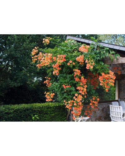 Кампсис укорінливий Урсинув | Campsis radicans Ursynow | Кампсис укореняющийся Урсынув