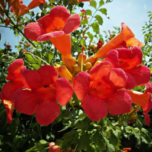 Кампсис укорінливий Урсинув | Campsis radicans Ursynow | Кампсис укореняющийся Урсынув