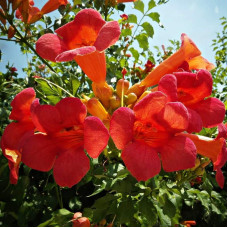 Кампсис укорінливий Урсинув | Campsis radicans Ursynow | Кампсис укореняющийся Урсынув