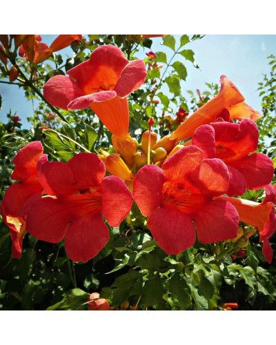 Кампсис укорінливий Урсинув | Campsis radicans Ursynow | Кампсис укореняющийся Урсынув