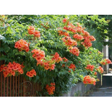 Кампсис укорінливий Урсинув | Campsis radicans Ursynow | Кампсис укореняющийся Урсынув