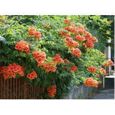 Кампсис укорінливий Урсинув | Campsis radicans Ursynow | Кампсис укореняющийся Урсынув
