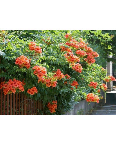 Кампсис укорінливий Урсинув | Campsis radicans Ursynow | Кампсис укореняющийся Урсынув