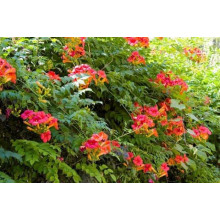 Кампсис укорінливий Урсинув | Campsis radicans Ursynow | Кампсис укореняющийся Урсынув