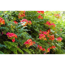 Кампсис укорінливий Урсинув | Campsis radicans Ursynow | Кампсис укореняющийся Урсынув