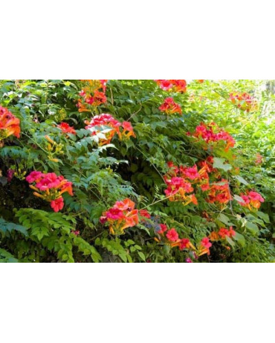 Кампсис укорінливий Урсинув | Campsis radicans Ursynow | Кампсис укореняющийся Урсынув