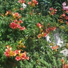 Кампсис укорінливий Урсинув | Campsis radicans Ursynow | Кампсис укореняющийся Урсынув